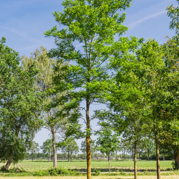 Robinia pseudoacacia 'Bessoniana' &ndash; Acacia (cv)