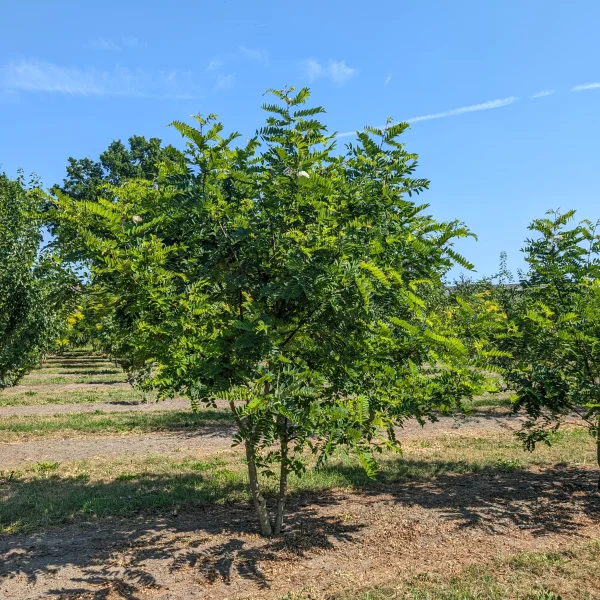 Robinia viscosa &ndash; Kleefacacia, Kleverige Acacia, Lijmacacia
