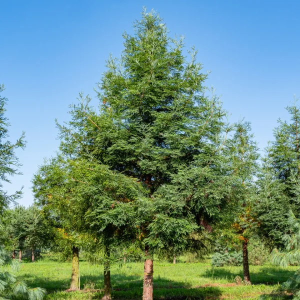 Sequoia sempervirens 'Winter Blue' &ndash; Kustsequoia (cv)