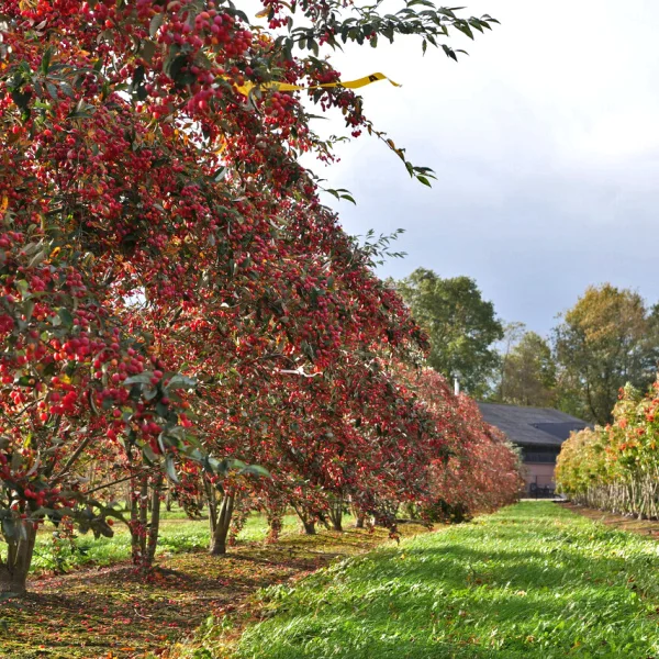 Sorbus folgneri 'Emiel'