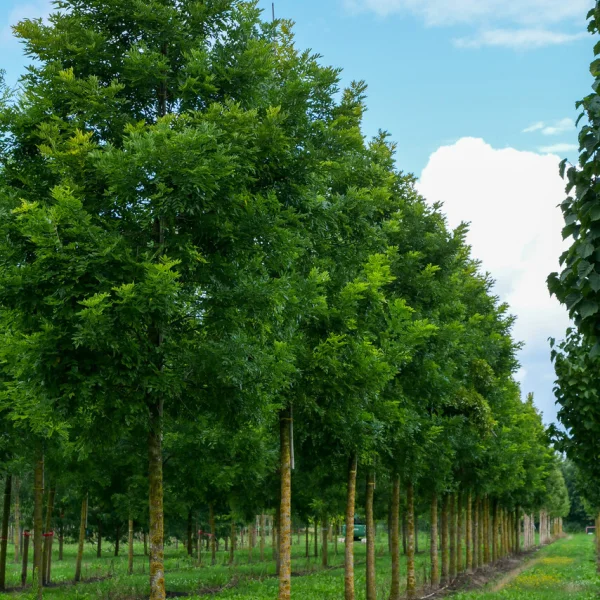 Styphnolobium japonicum PRINCETON UPRIGHT ('Fleright') &ndash; Honingboom (cv)