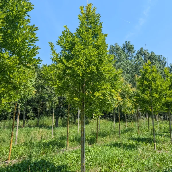 Styphnolobium japonicum PRINCETON UPRIGHT ('Fleright') &ndash; Honingboom (cv)