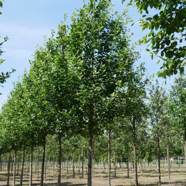 Sorbus latifolia 'Henk Vink' &ndash; Breedbladige meelbes (cv)