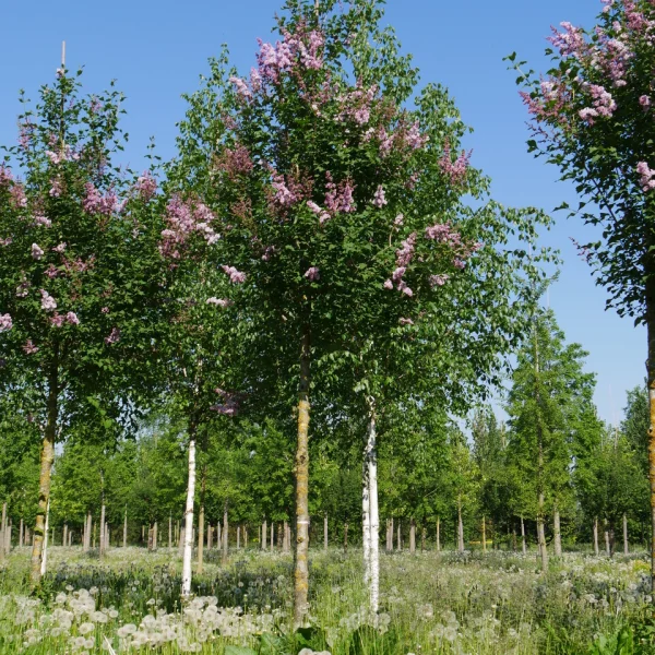 Syringa josikaea &ndash; Hongaarse sering