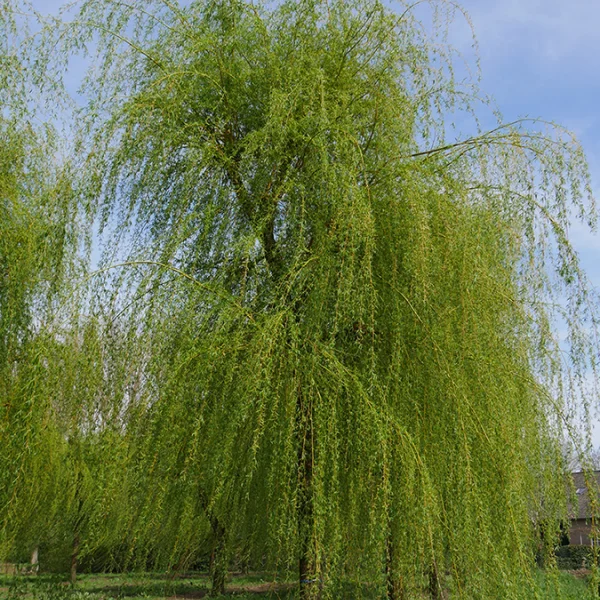 Salix ×sepulcralis 'Chrysocoma' – Treurwilg