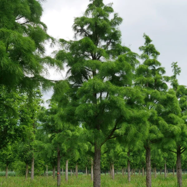 Taxodium distichum 'Nutans' &ndash; Moerascypres (cv)