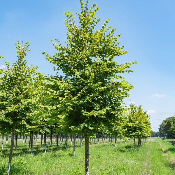 Tilia cordata 'Winter Orange' &ndash; Winterlinde, Kleinbladige linde (cv)