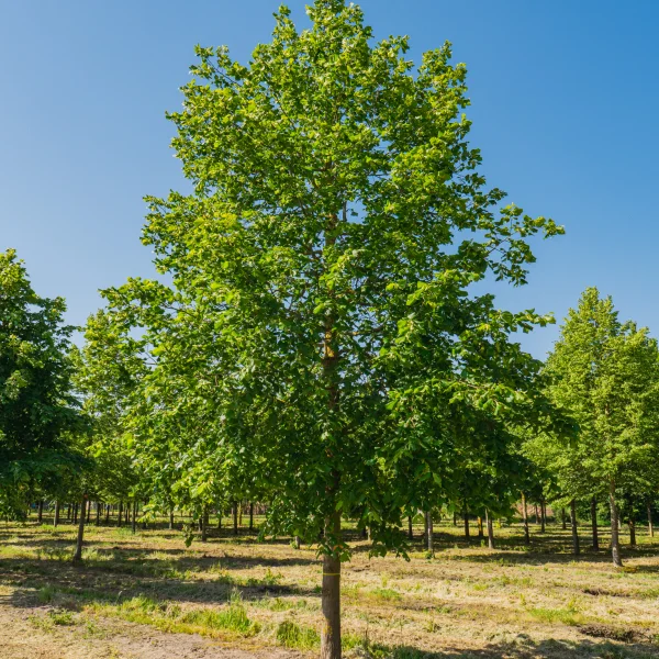 Tilia platyphyllos &ndash; Zomerlinde, Grootbladige linde 