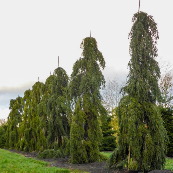 Tsuga canadensis 'Pendula' &ndash; Treurende Canadese hemlock