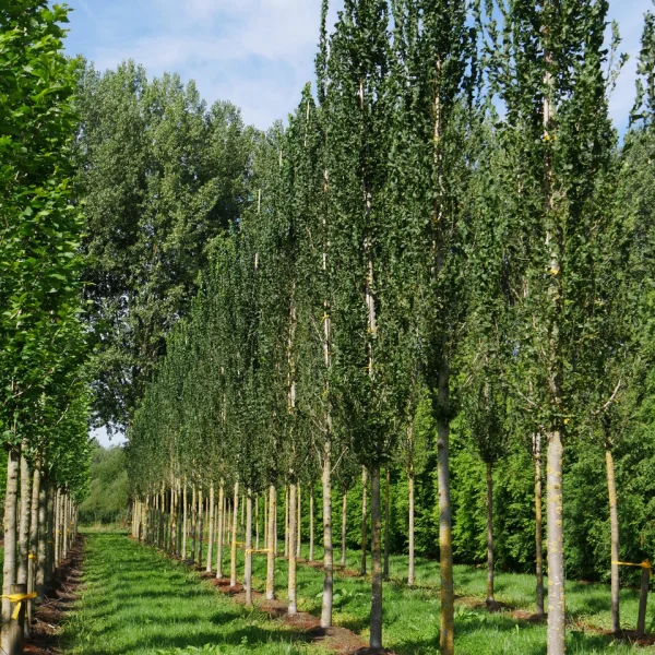 Ulmus 'Columella' – Zuiliep