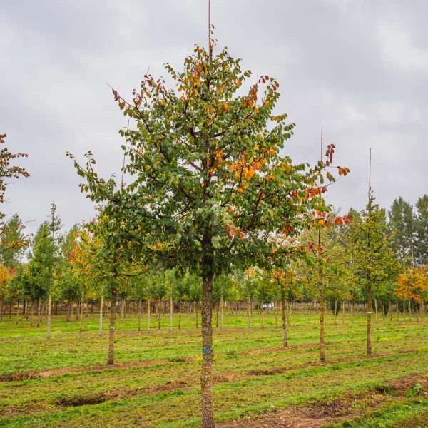Ulmus minor 'Cloud Corky' &ndash; Kurkiep