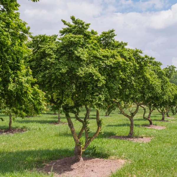 Ulmus minor 'Jacqueline Hillier'