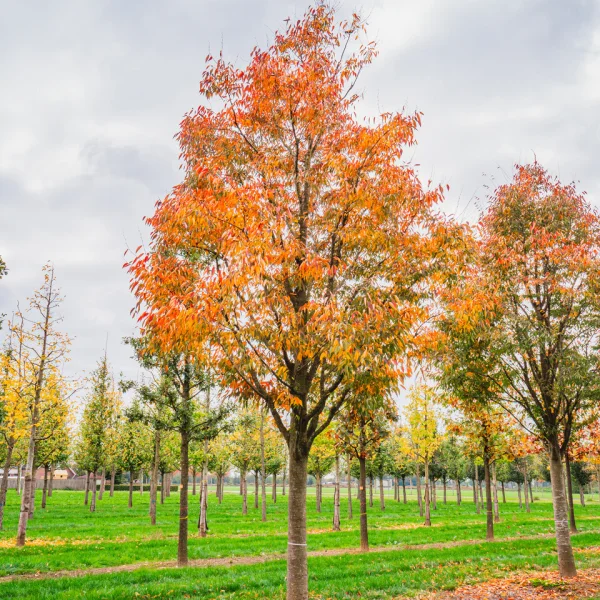 Zelkova serrata GREEN VASE ('Flekova') &ndash; Japanse zelkova, Japanse schijniep (cv)