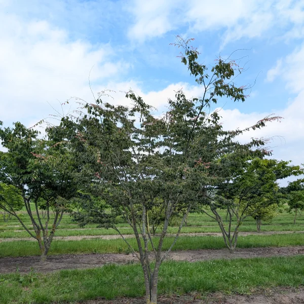 Zelkova serrata 'Variegata' &ndash; Japanse zelkova, Japanse schijniep (cv)
