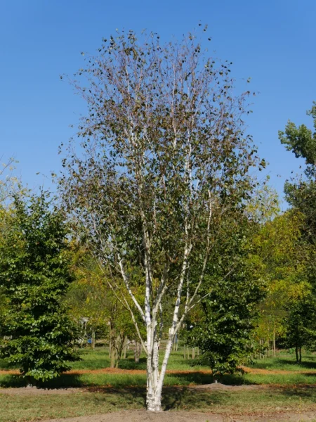 Betula-utilis