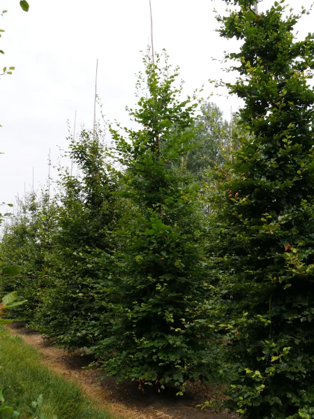 Fagus-sylvatica-s-18-20s-lv-2