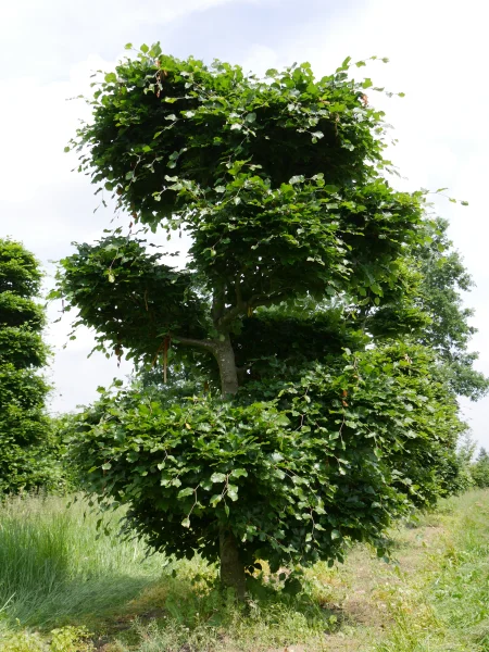 Fagus-sylvatica-s-bonsai-nr926-pob-2