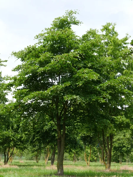 Fagus-sylvatica