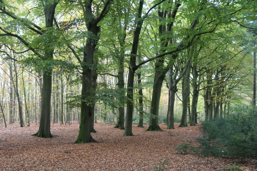 Fagus Sylvatica