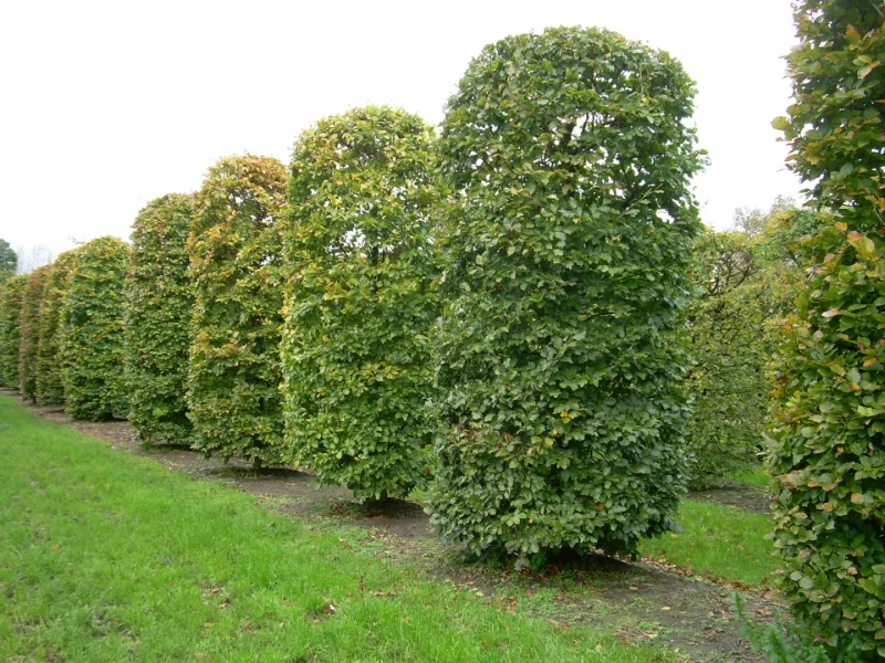Fagus Sylvatica 1