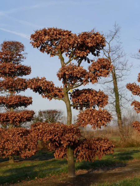 Fagus Sylvatica 10