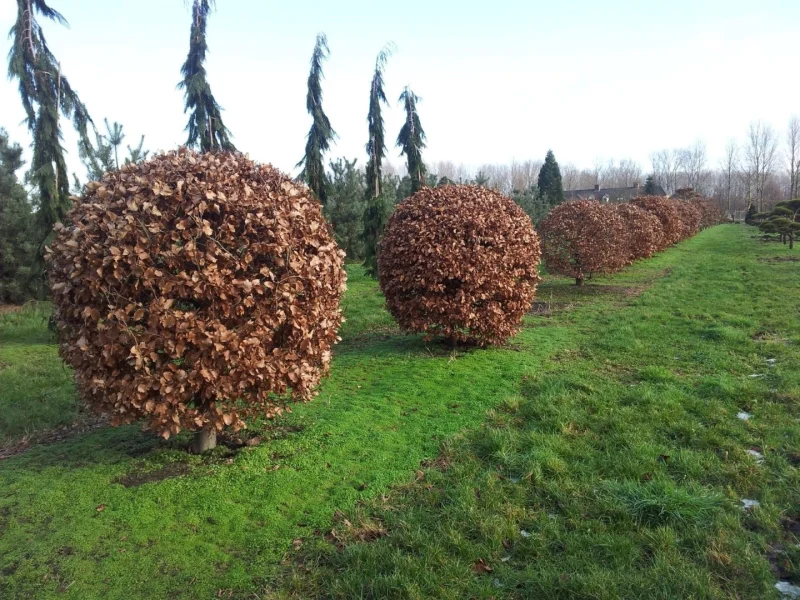 Fagus Sylvatica 13