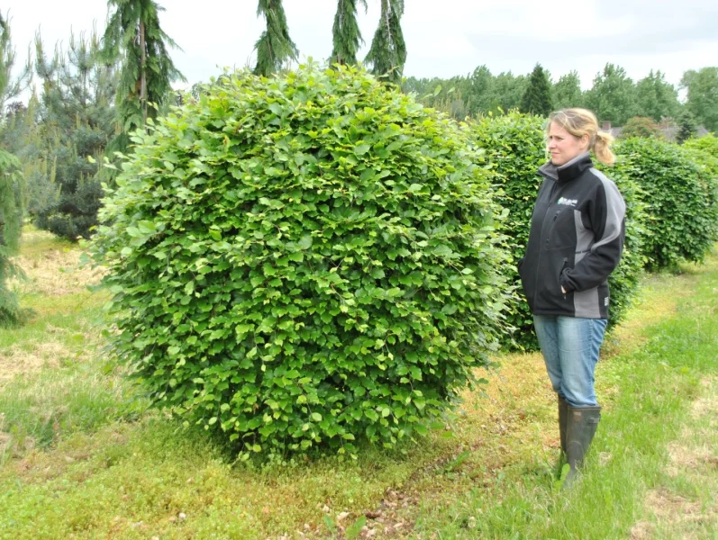 Fagus Sylvatica 14