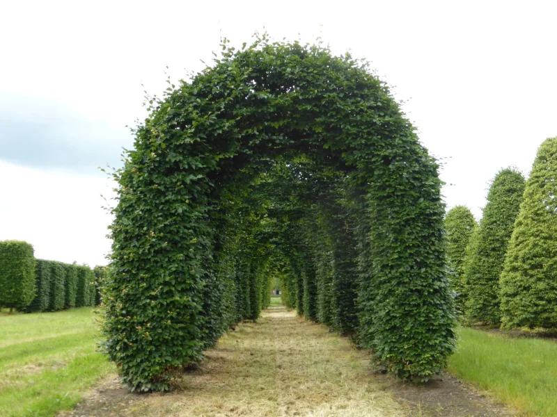 Fagus Sylvatica 15