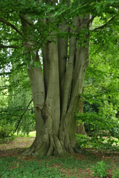 Fagus Sylvatica 16