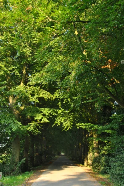 Fagus Sylvatica 2
