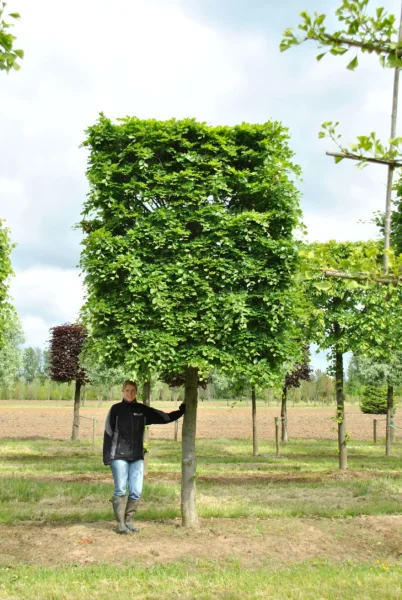 Fagus Sylvatica 3