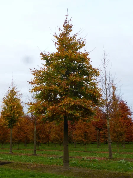 Fagus Sylvatica 4