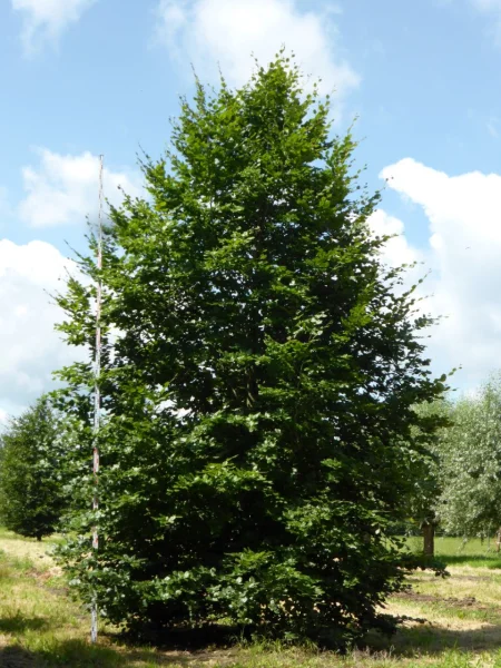 Fagus Sylvatica 5