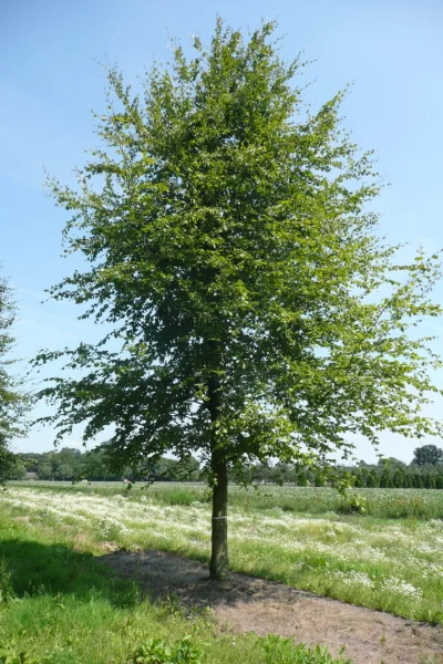 Fagus Sylvatica 6