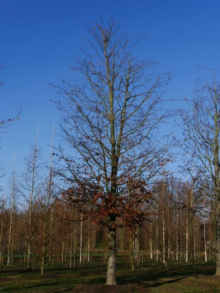 Fagus Sylvatica 7
