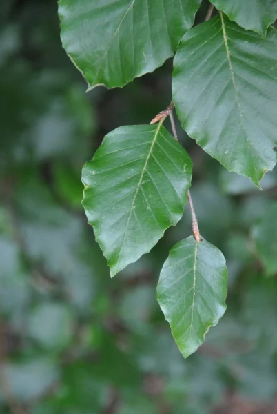 Fagus Sylvatica 8