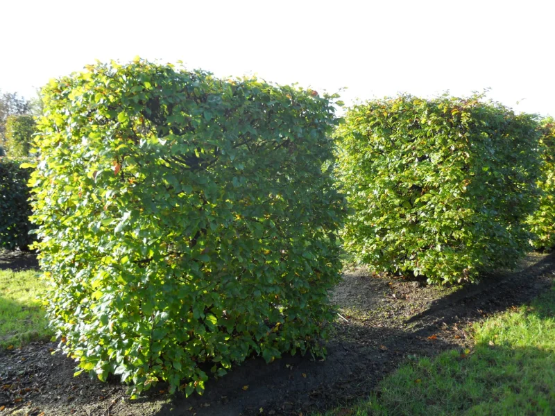 Fagus Sylvatica Blokvorm