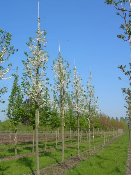 Halesia carolina | Sneeuwklokjesboom - Van den Berk Boomkwekerijen