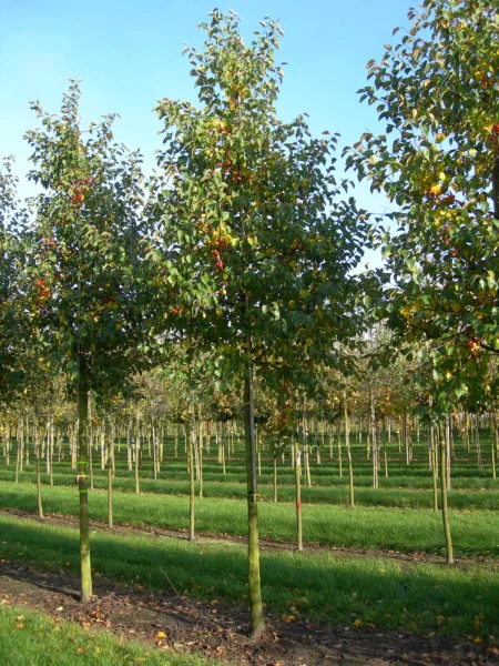 Malus Evereste 12
