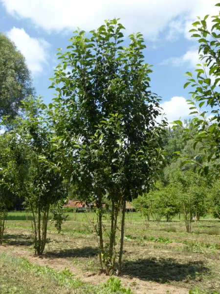 Malus John Downie 1