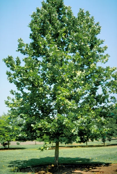 Platanus-hispanica-bloodgood