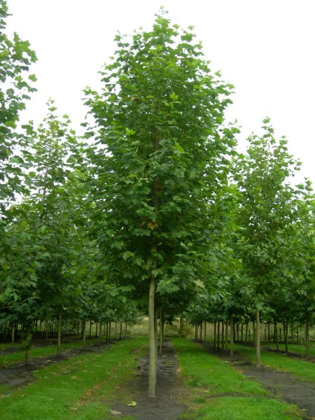 Platanus Hispanica Bloodgood 1