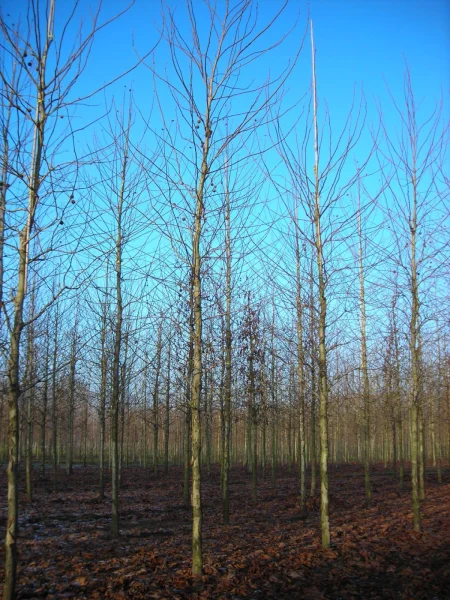 Platanus Hispanica Bloodgood 2