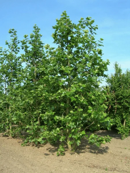 Platanus Hispanica Bloodgood 3