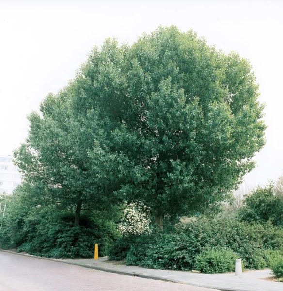 Populus-nigra-brandaris