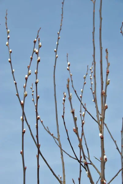 Salix Caprea
