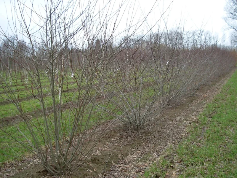 Salix Caprea 1