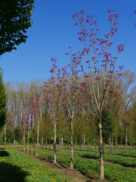 Toona Sinensis Flamingo-1