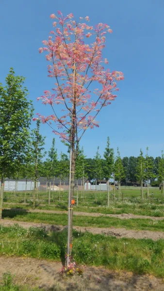 Toona Sinensis Flamingo 2