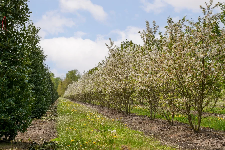 Malus Evereste H200-250-300-350 VRW